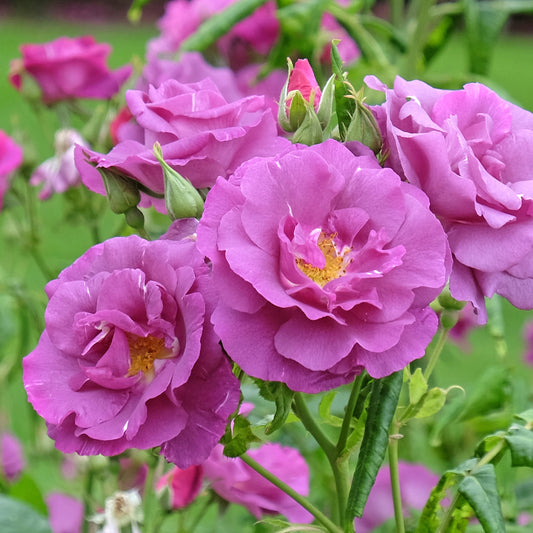 Rose Rhapsody in blue - Bakker