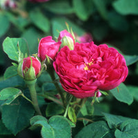 Rose 'De Rescht' - Bakker