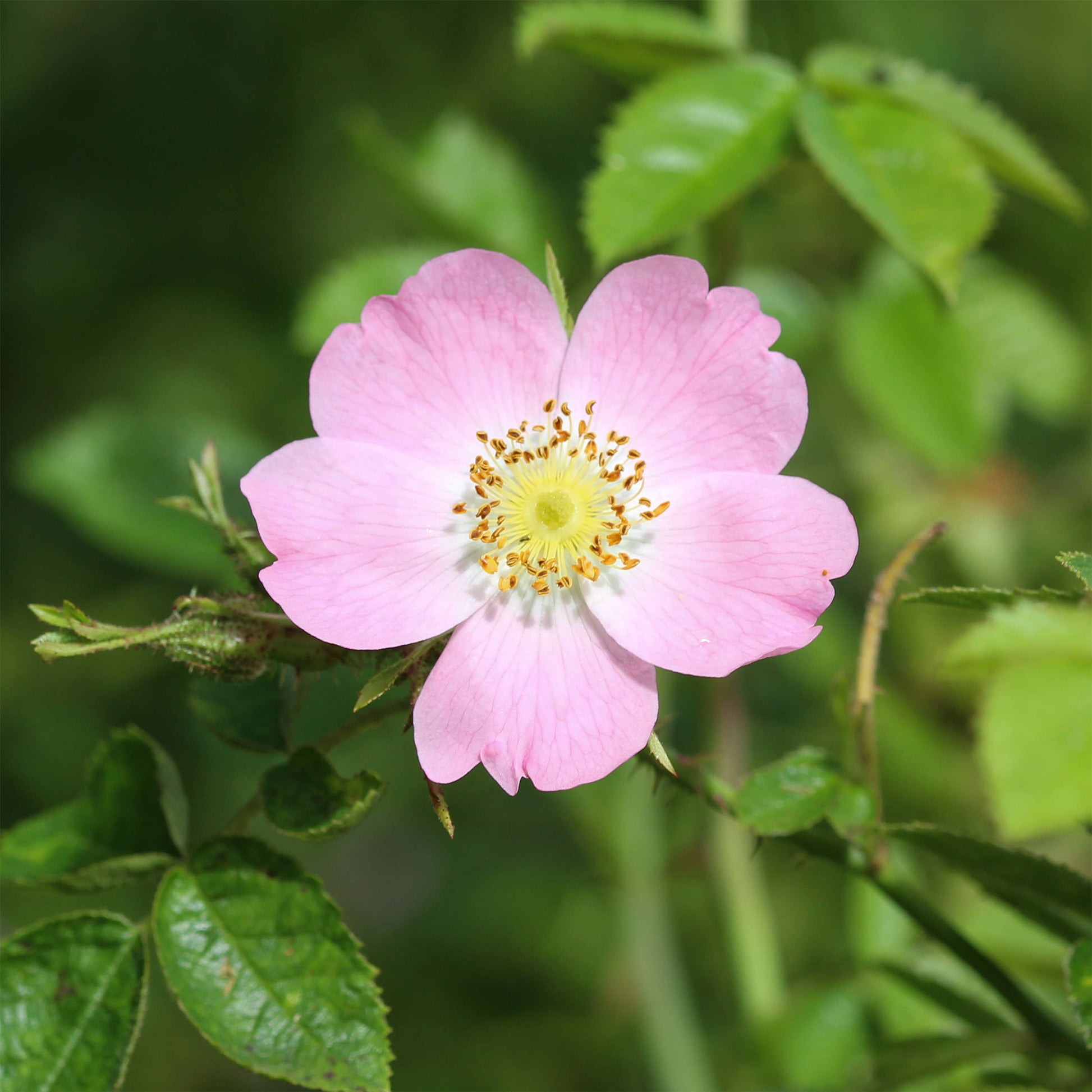 Rostfarbene Rose - Bakker