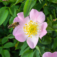 Rosen - Rostfarbene Rose - Rosa rubiginosa