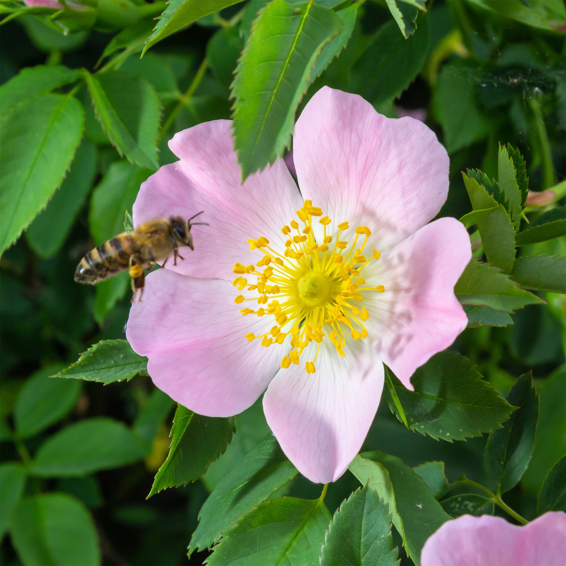 Rosen - Rostfarbene Rose - Rosa rubiginosa