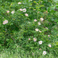 Verkauf Rostfarbene Rose - Rosa rubiginosa