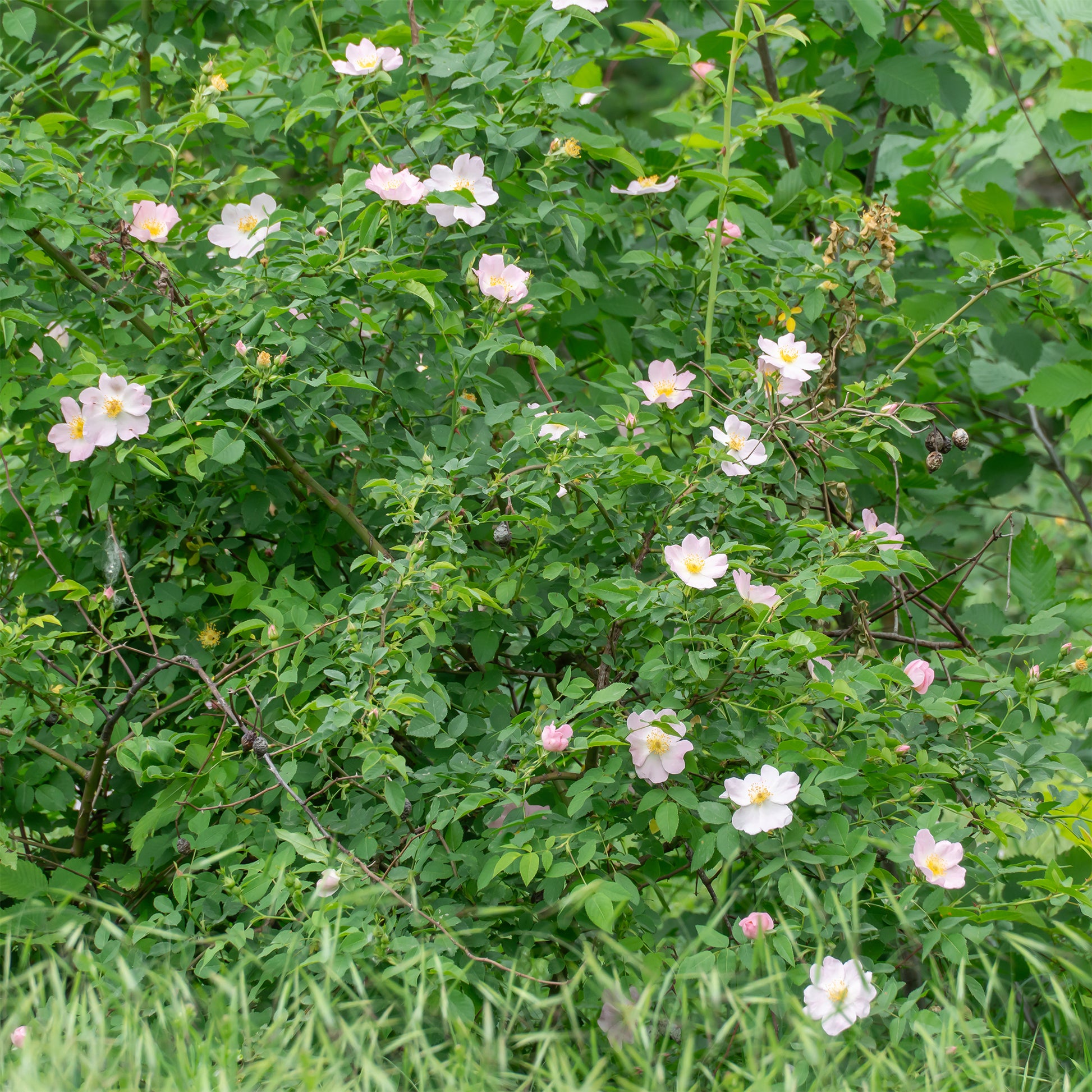 Verkauf Rostfarbene Rose - Rosa rubiginosa
