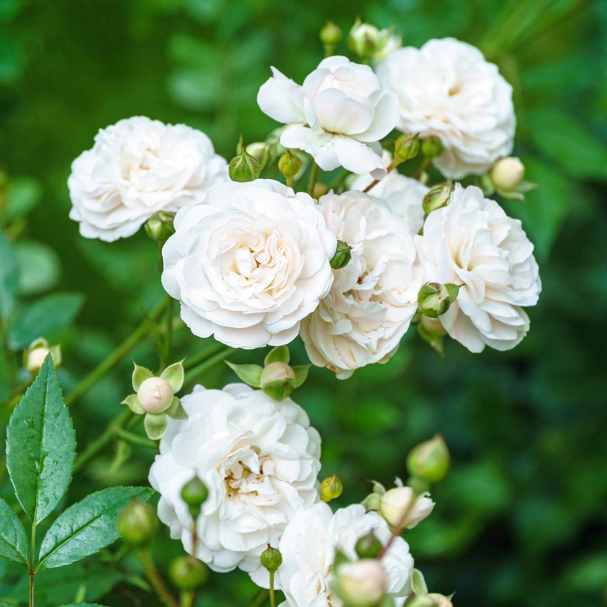 Rose -Sea-foam - Bakker