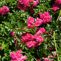 Duftrosen - Rosenstrauch Astrid Gräfin von Hardenberg ® - Rosa astrid gräfin von hardenberg ®
