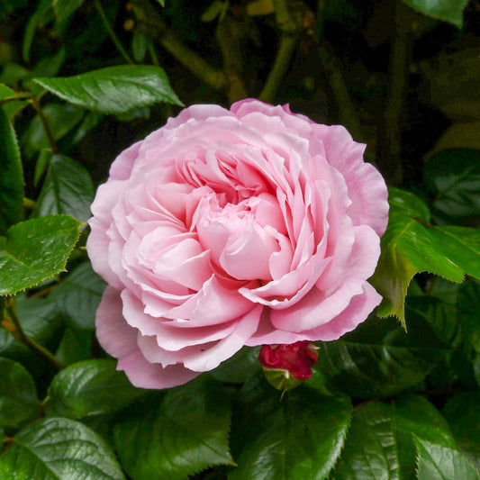 Rose The Generous Gardener® - Bakker