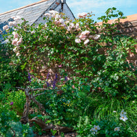 Rose The Generous Gardener® - Rosa The Generous Gardener® Ausdrawn - Bakker