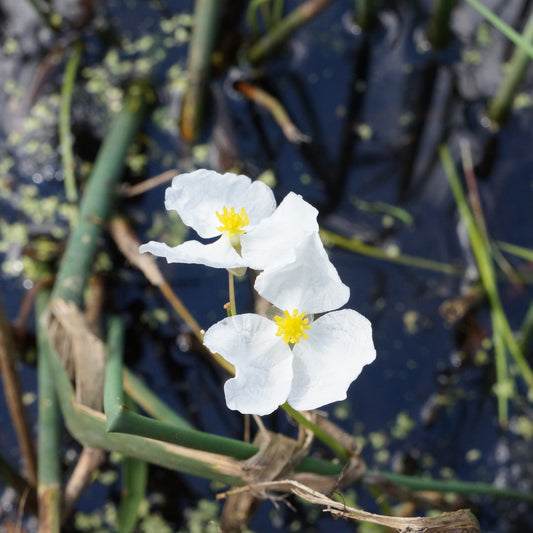 Sagittaria graminiforme aquatisch - Bakker