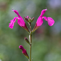 Cerro Potosi® Kleinblättriger Strauchsalbei - Salvia microphylla Cerro Potosi - Bakker