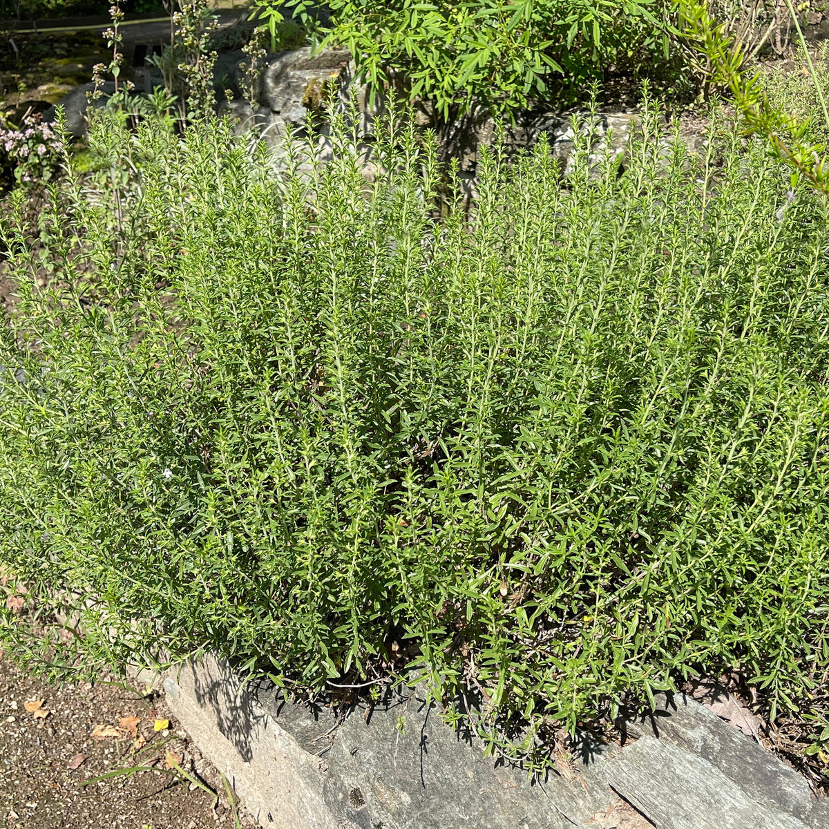 Bohnenkraut - Satureja - Bakker