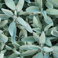 Salvia officinalis - Salvia officinalis - Salbei