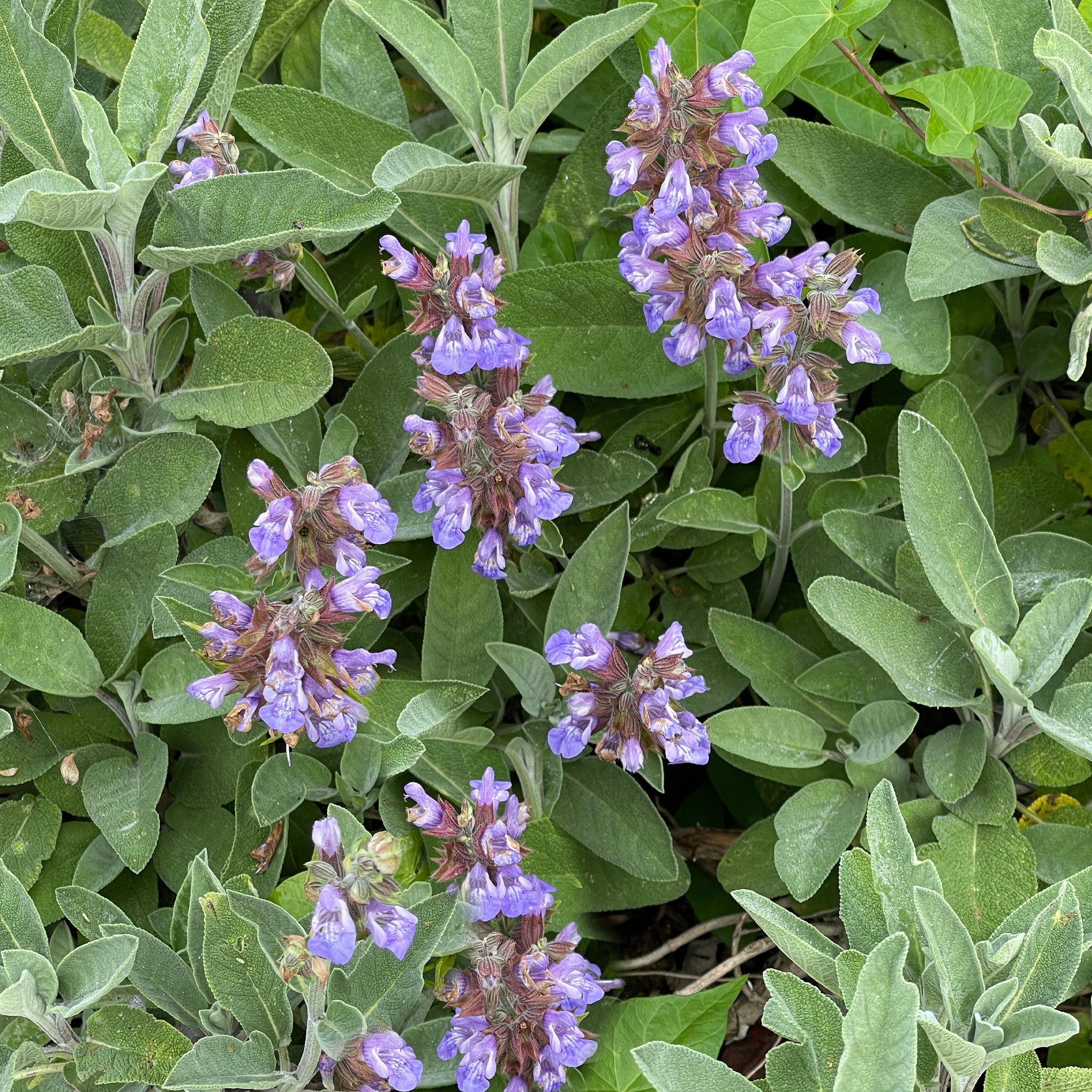 Salvia officinalis - Bakker