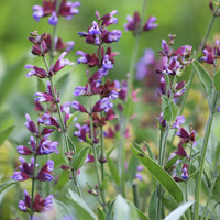 Salvia officinalis - Salvia officinalis - Bakker