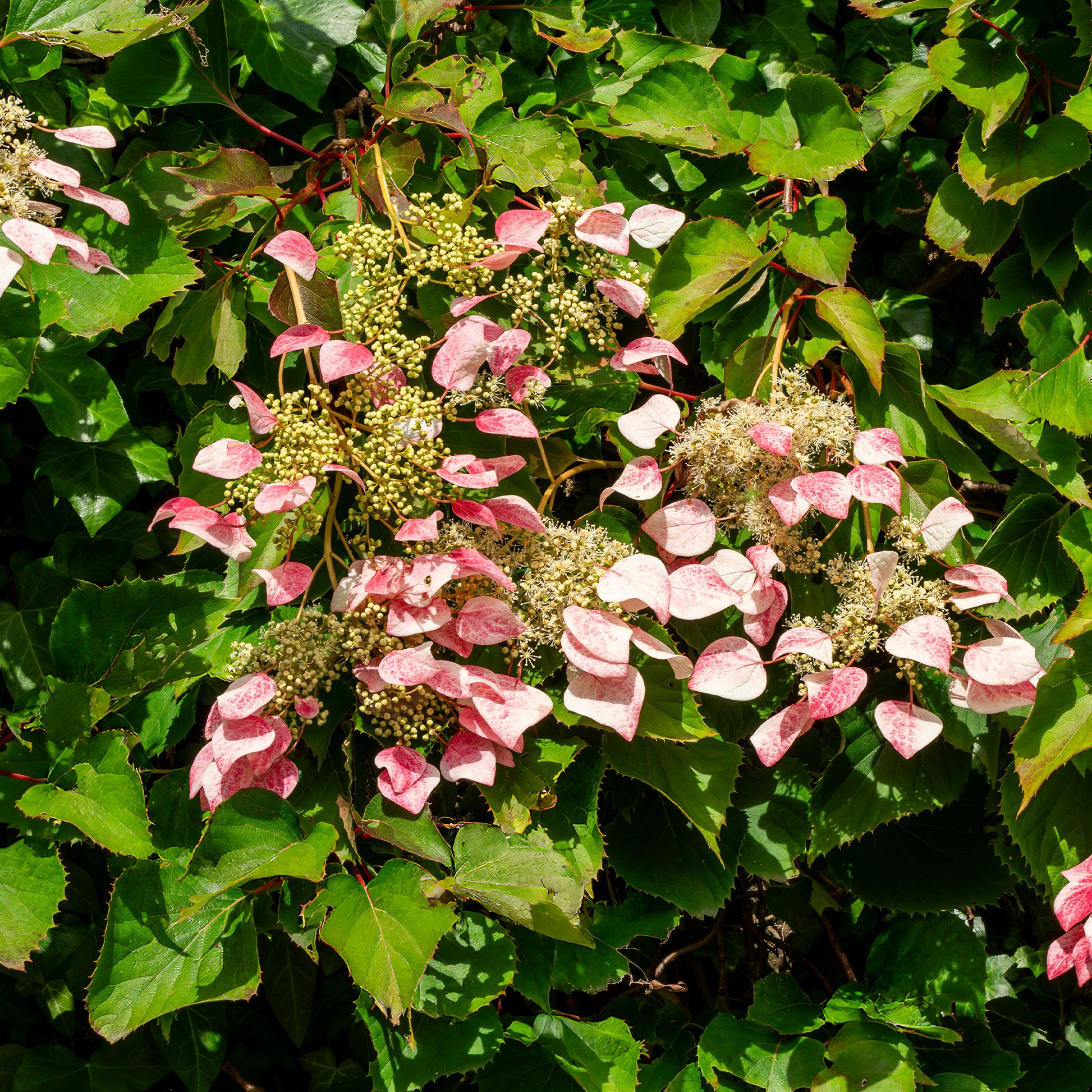 Schizophragma hydrangeoides Roseum - Schizophragma hydrangeoides Roseum Kletterrose - Kletterhortensie