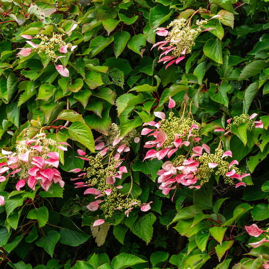 Schizophragma hydrangeoides Roseum Kletterrose - Bakker