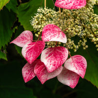 Schizophragma hydrangeoides Roseum Kletterrose - Schizophragma hydrangeoides Roseum - Bakker