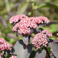 Purpurblättriges Knabenkraut Cherry Tart ® / Sedum Cherry Tart ®. - Bakker