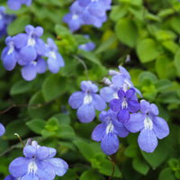 Purpurner Streptocarpus - Streptocarpus saxorum - Bakker