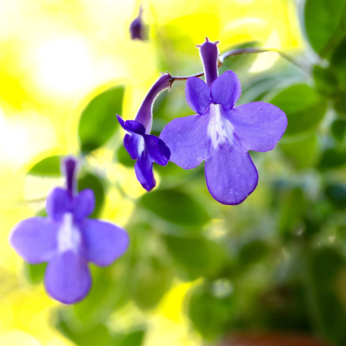 Purpur-Streptocarpus - Bakker
