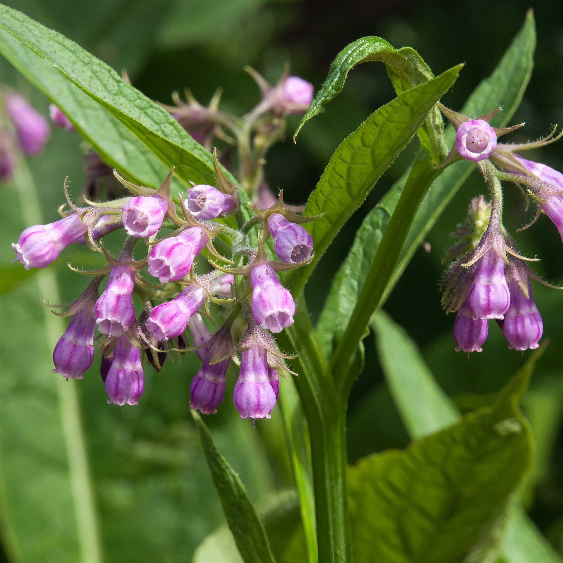 Beinwell (Beinwell officinalis) - Bakker