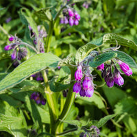 Beinwell (Beinwell officinalis) - Symphytum officinale - Bakker