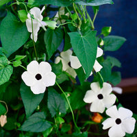 Schwarzäugige Susan mit weißen Blüten - Thunbergia alata white - Bakker