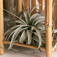 Riesen-Tillandsie / Tillandsia xerographica - Tillandsia xerographica - Bakker