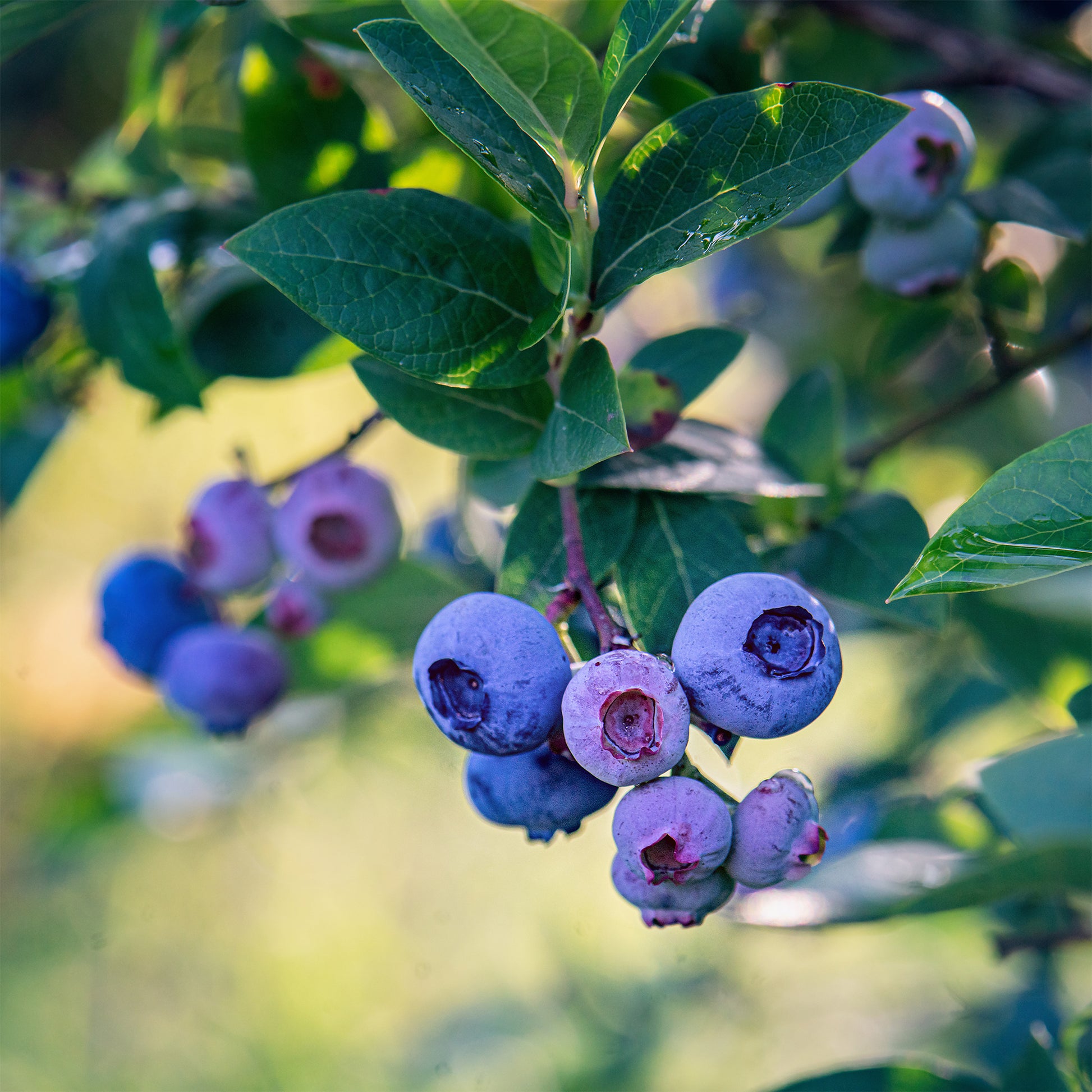 Amerikanische Heidelbeere 'Bluecrop - Vaccinium corymbosum Blue Crop - Bakker