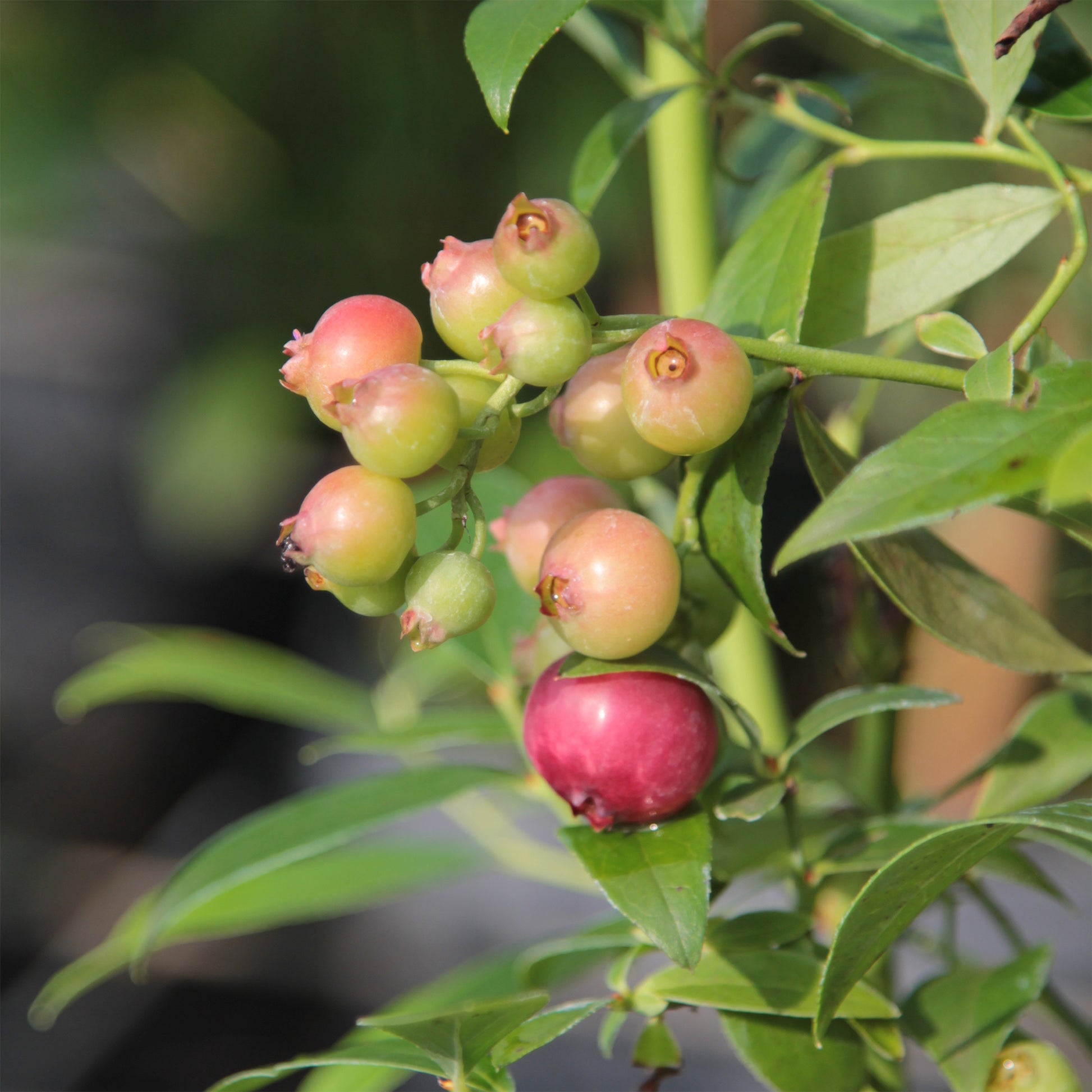 Heidelbeere Pink Lemonade - Vaccinium x ashei Pink Lemonade - Bakker