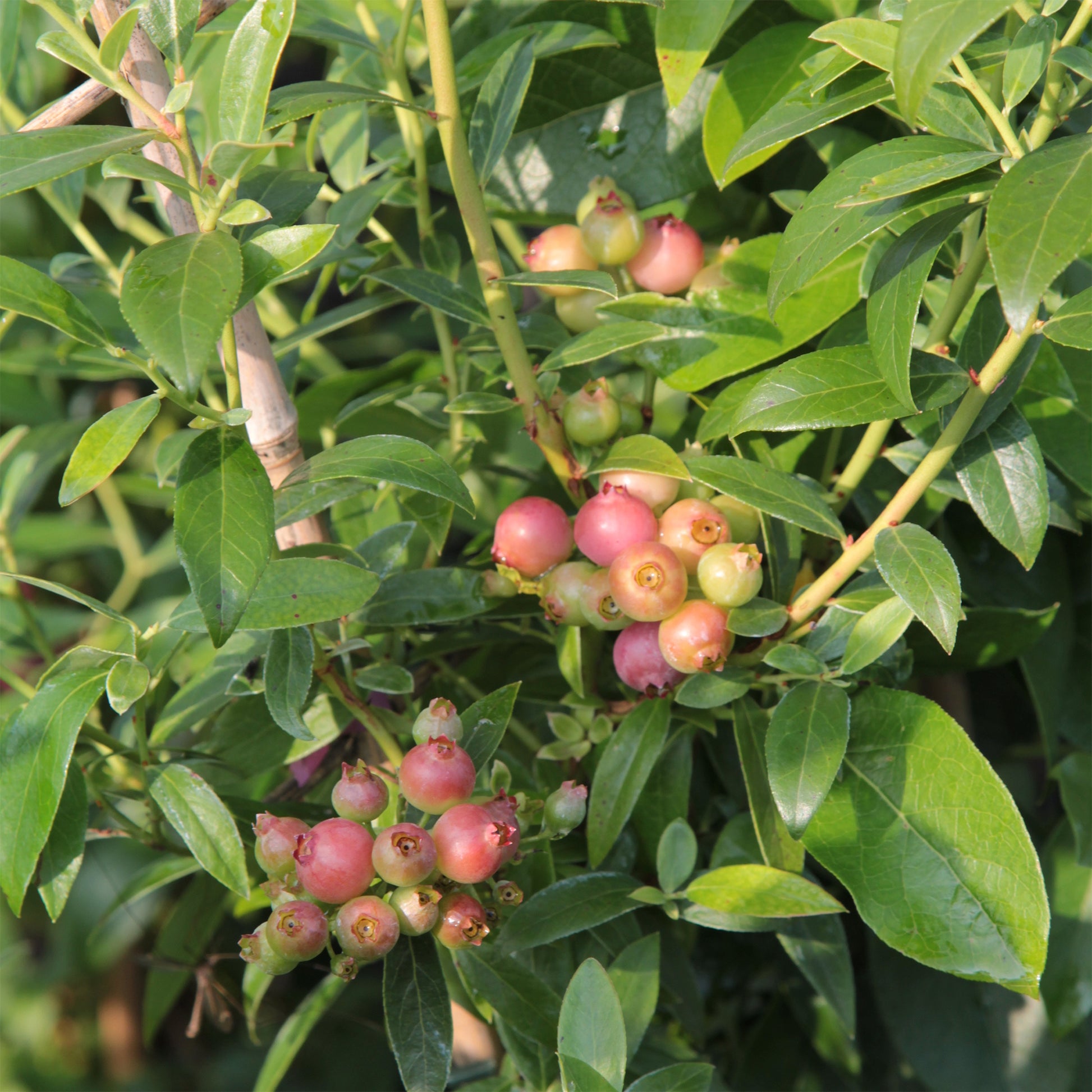 Heidelbeere Pink Lemonade - Bakker