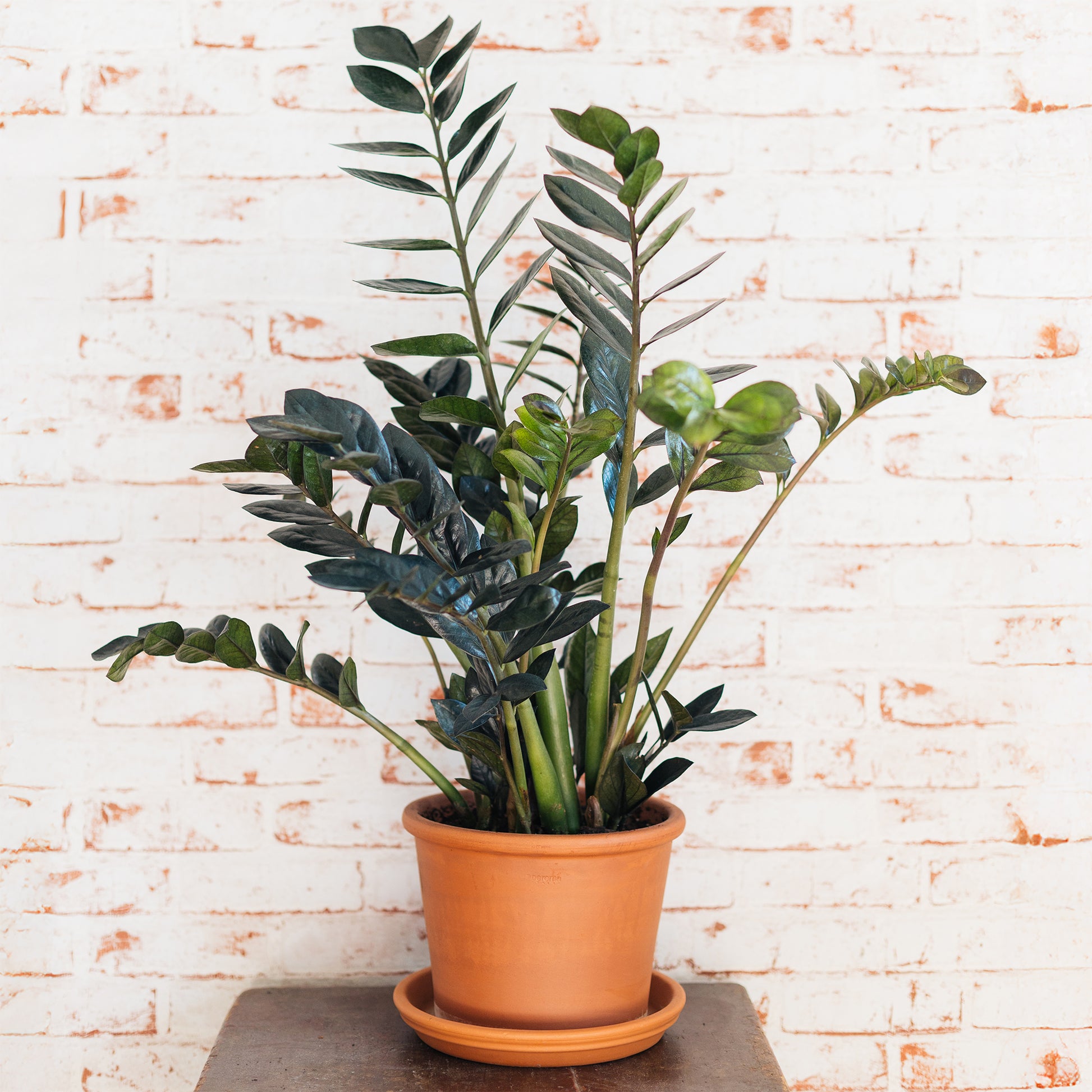 Zamioculcas zamiifolia Raven - Zamioculcas zamiifolia 'Raven'. - Zamioculcas - Glücksfeder