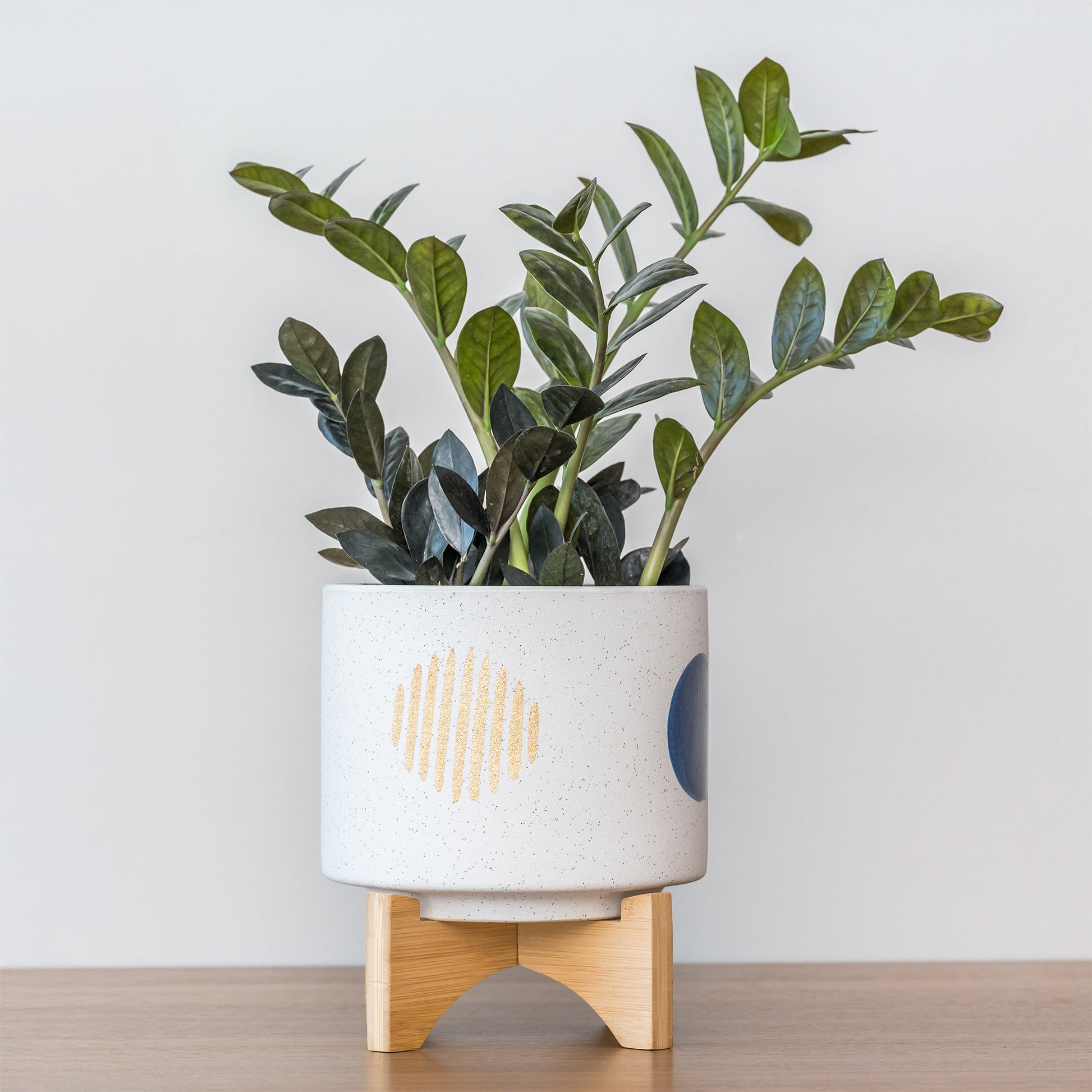 Zamioculcas - Glücksfeder - Zamioculcas zamiifolia 'Raven'. - Zamioculcas zamiifolia Raven