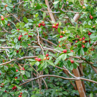 Verkauf Chinesischer Guavenbaum - Psidium cattleianum