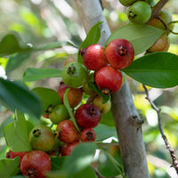 Chinesischer Guavenbaum - Fruchtbäume - Bakker