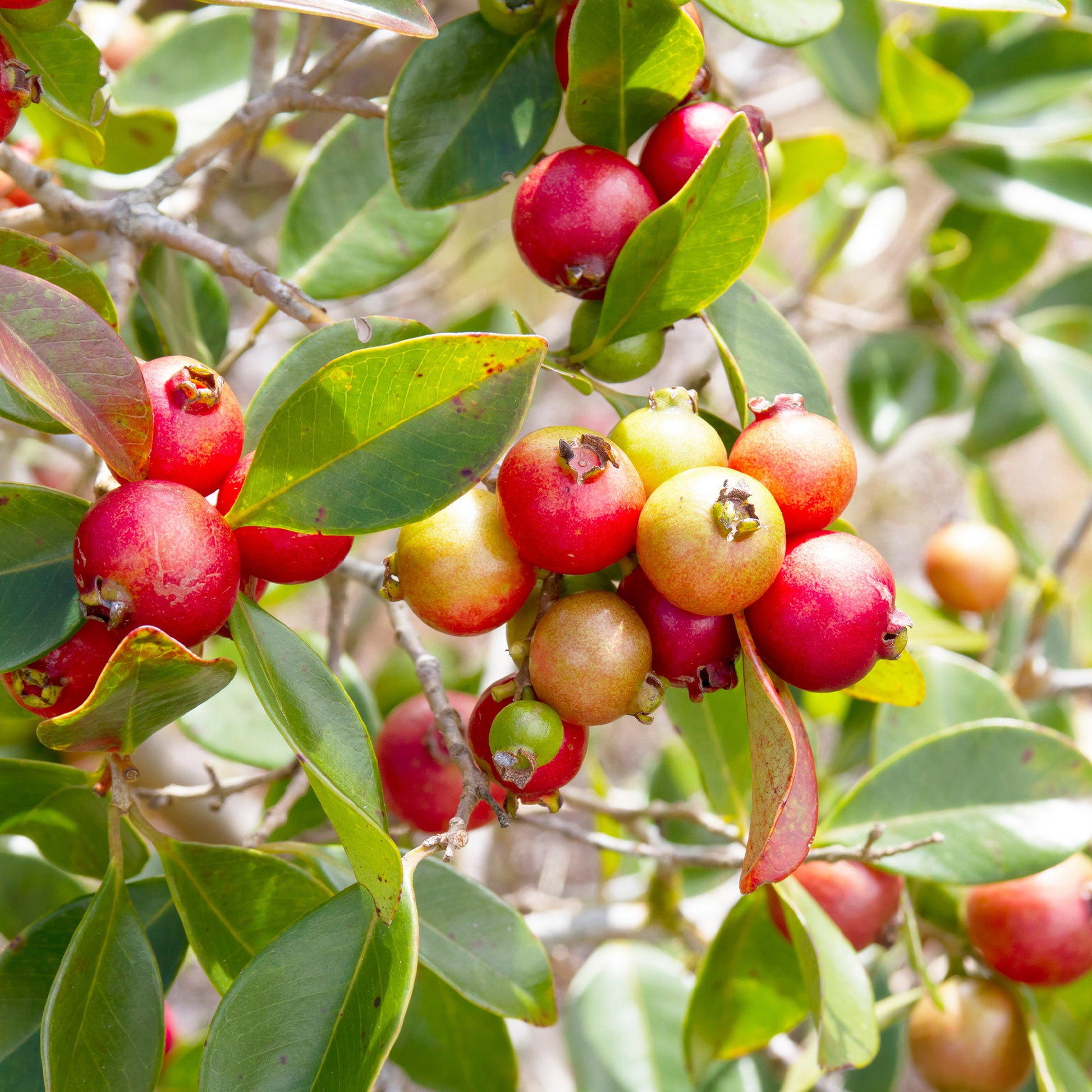 Psidium cattleianum - Chinesischer Guavenbaum - Fruchtbäume