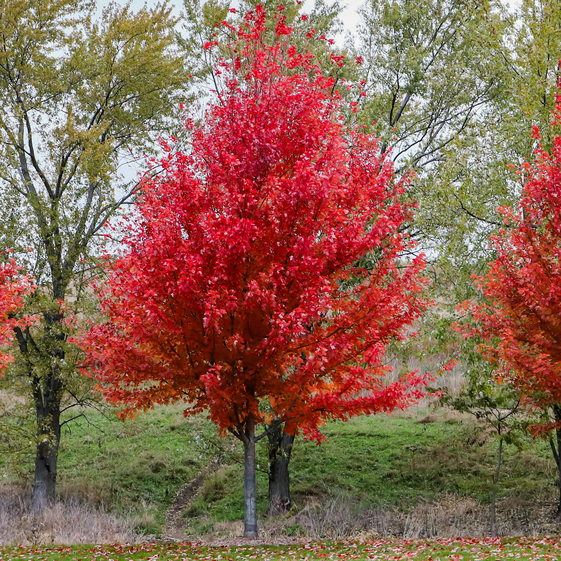 Freeman-Ahorn 'Autumn Blaze' - Acer freemanii Autumn Blaze - Bakker