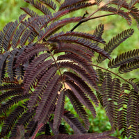 Bäume - Seidenbaum Summer Chocolate®. - Albizia julibrissin Summer Chocolate®