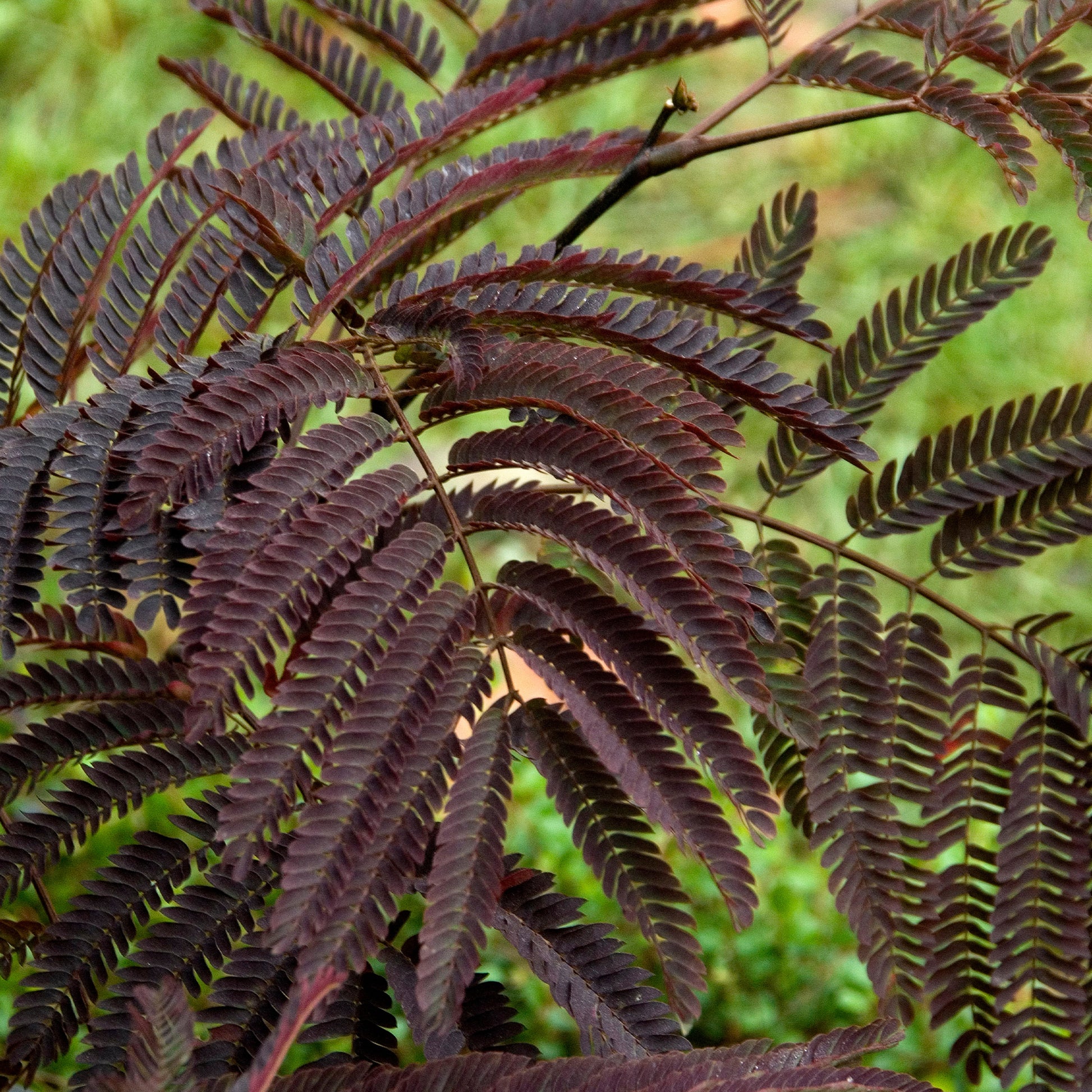 Bäume - Seidenbaum Summer Chocolate®. - Albizia julibrissin Summer Chocolate®