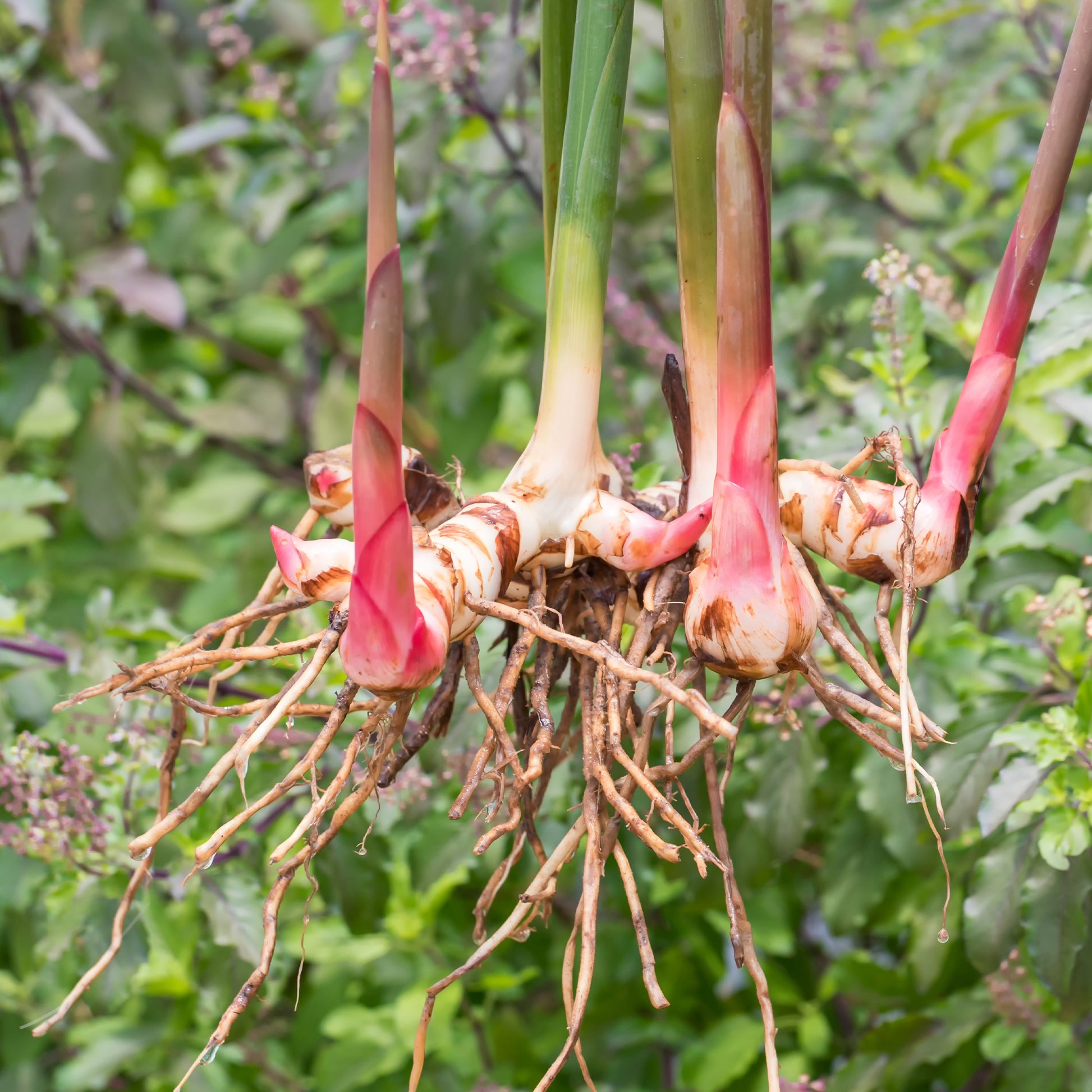 Thai-Ingwer - Bakker