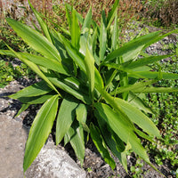 Alpinia galanga - Thai-Ingwer - Kräuterpflanzen