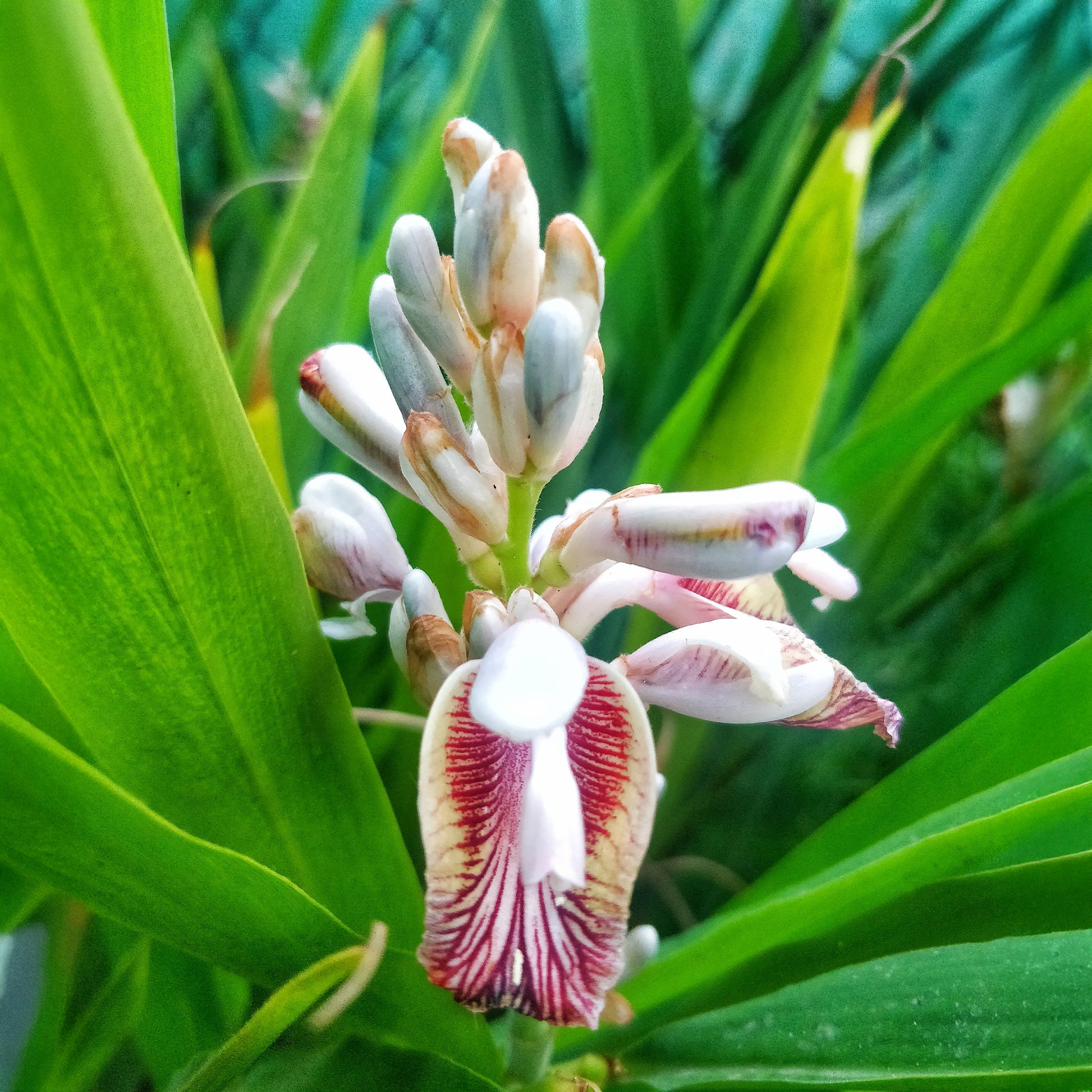 Thai-Ingwer - Alpinia galanga - Bakker