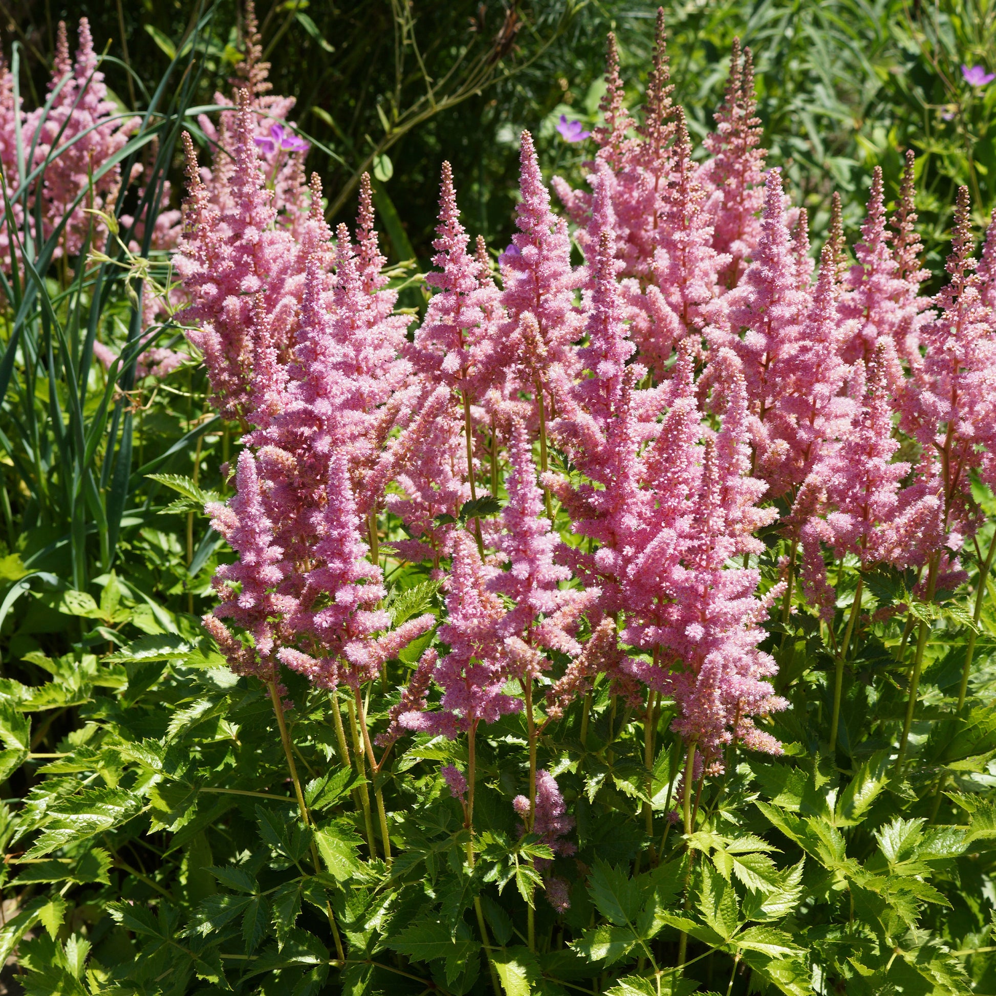 Astilbe Little Vision in Pink ® - Prachtspiere 'Visions in Pink'® - Prachtspiere - Astilbe