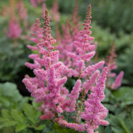 Prachtspiere 'Visions in Pink'® - Bakker