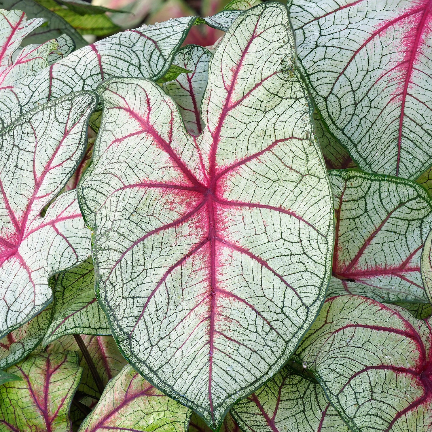 Caladium