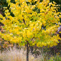 Cercis canadensis - Kanadischer Judasbaum - Bäume