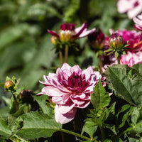 Dekorative Dahlie Crème de Cassis - Bakker