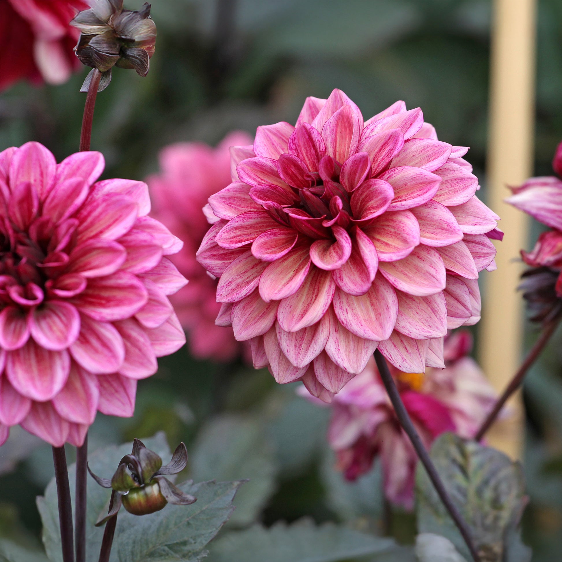 Blumenzwiebeln Dahlie 'Night Silence' - Dahlia Night Silence