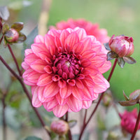 Dekorative Dahlie Night Silence - Bakker
