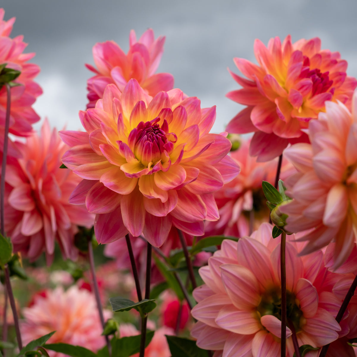 Dahlia Twiggy - Dekorative Dahlie Twiggy - Dahlien-Zwiebeln