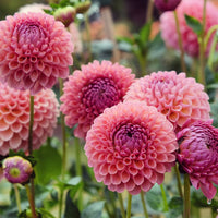 Pompon-Dahlie Jowey Winnie - Bakker